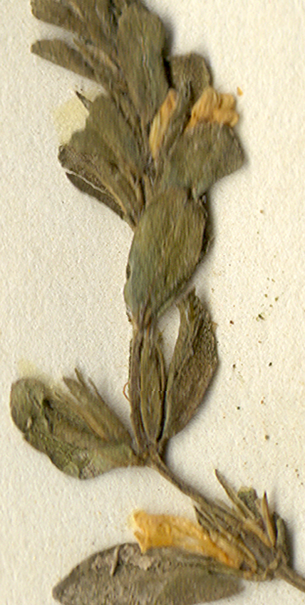 Acanthaceae Hygrophila polysperma