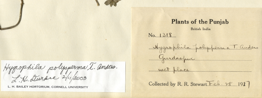 Acanthaceae Hygrophila polysperma