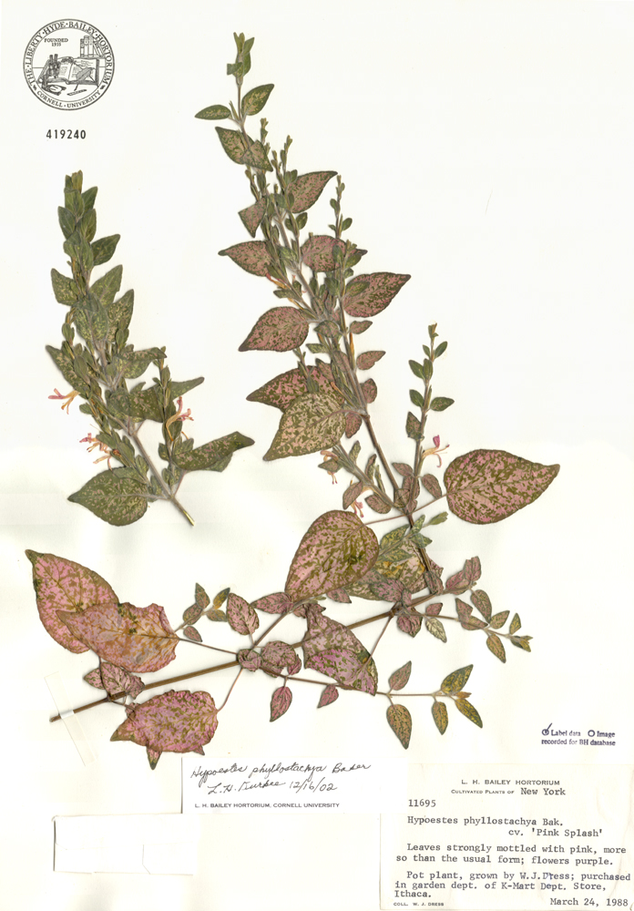 Acanthaceae Hypoestes phyllostachya