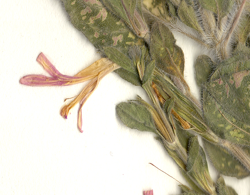 Acanthaceae Hypoestes phyllostachya