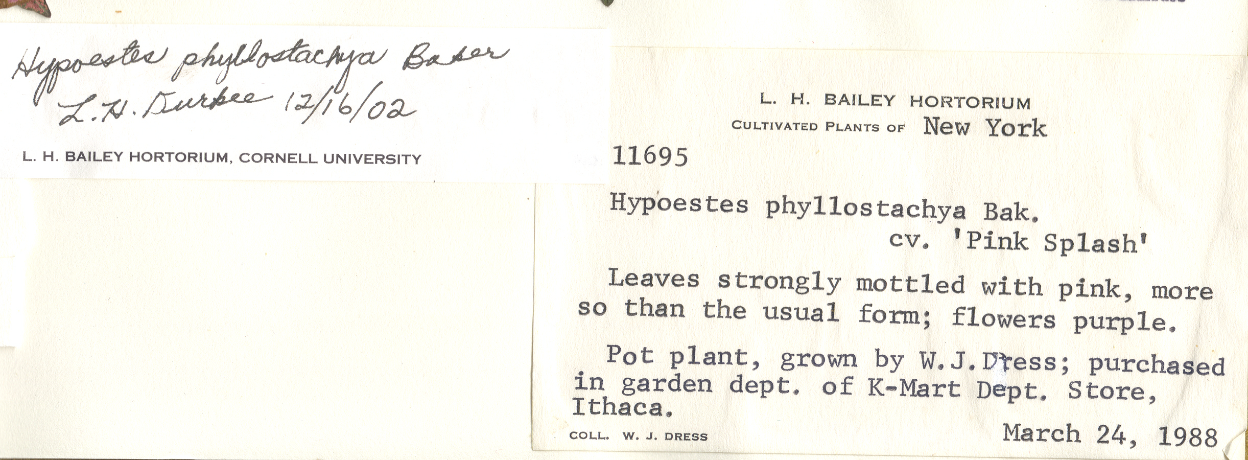 Acanthaceae Hypoestes phyllostachya