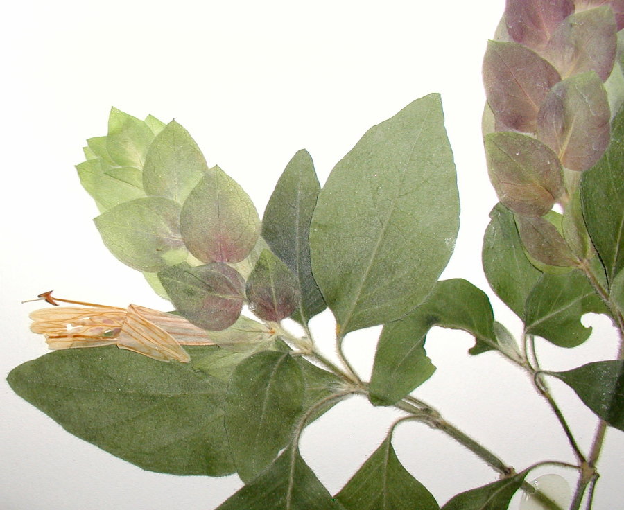 Acanthaceae Justicia brandegeana