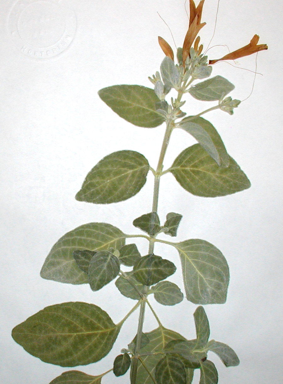 Acanthaceae Dicliptera suberecta