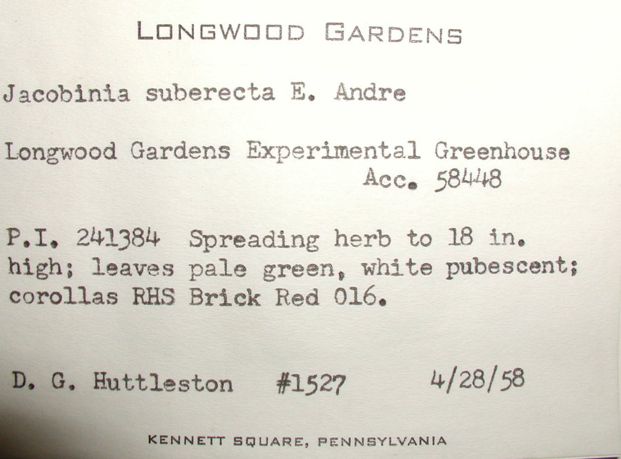 Acanthaceae Justicia suberecta