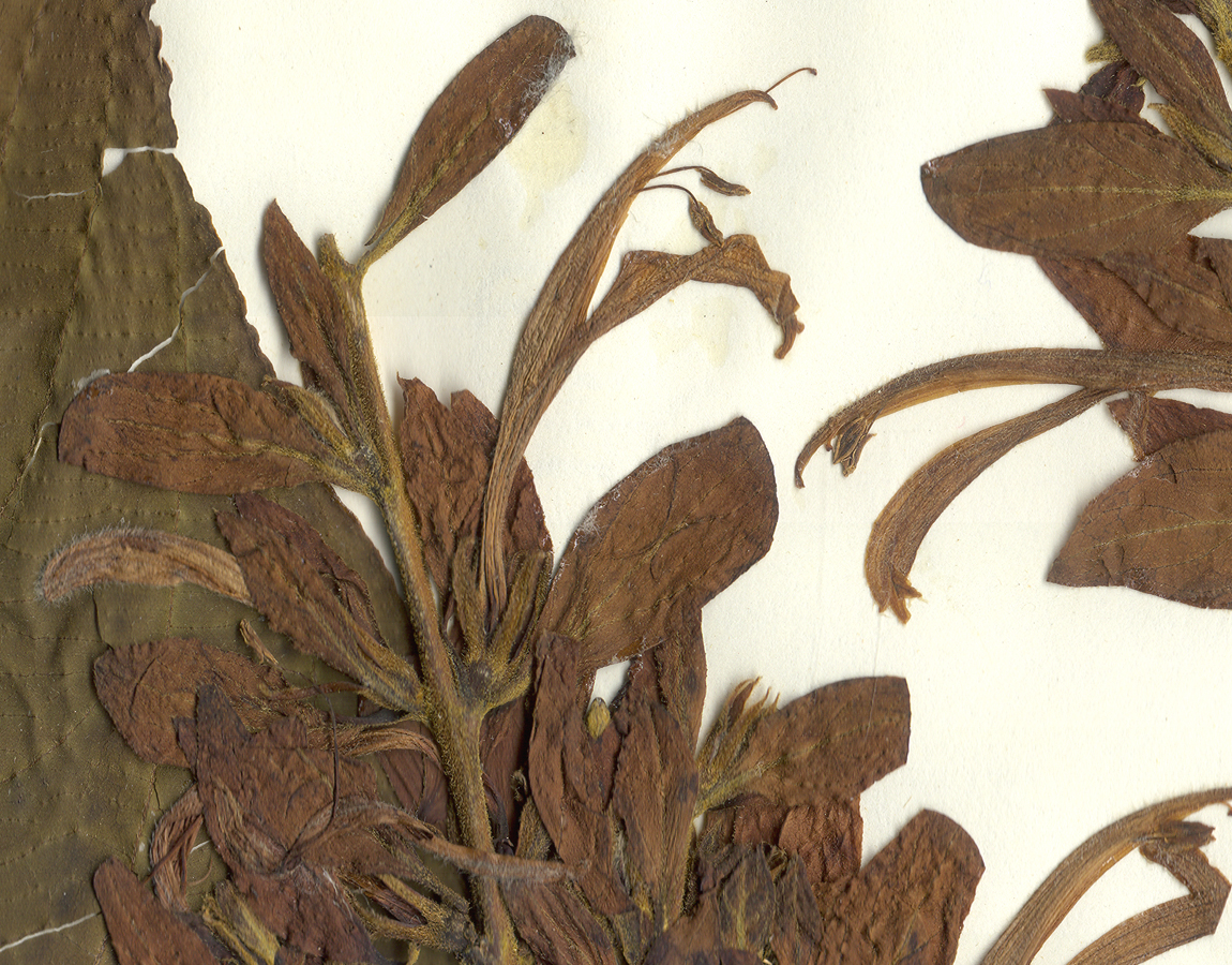 Acanthaceae Megaskepasma erythrochlamys