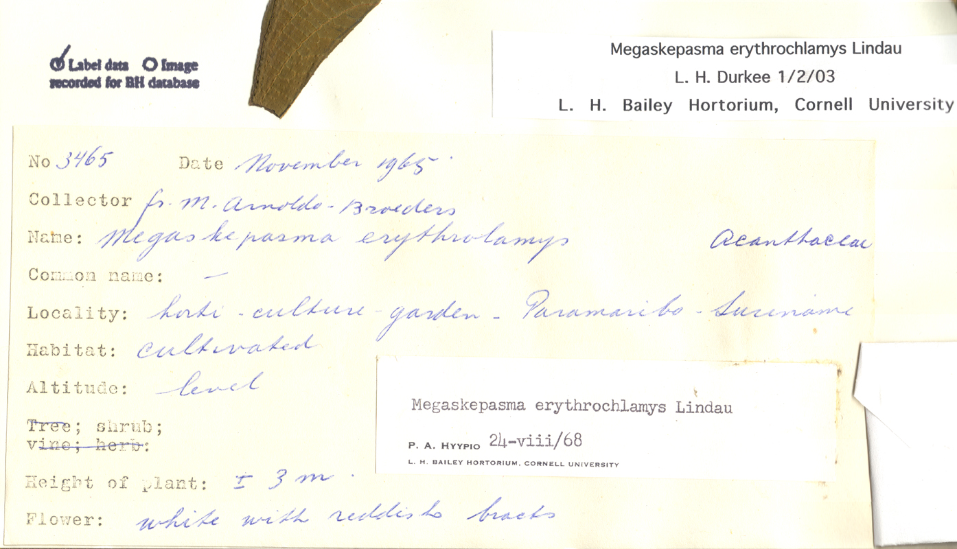 Acanthaceae Megaskepasma erythrochlamys