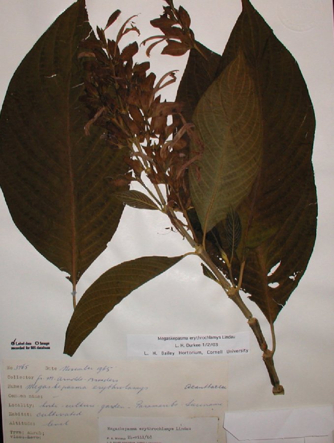 Acanthaceae Megaskepasma erythrochlamys