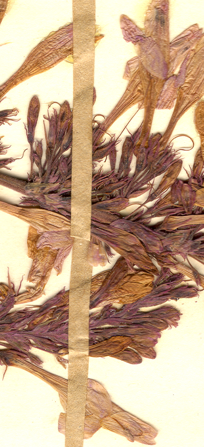 Acanthaceae Odontonema callistachyum