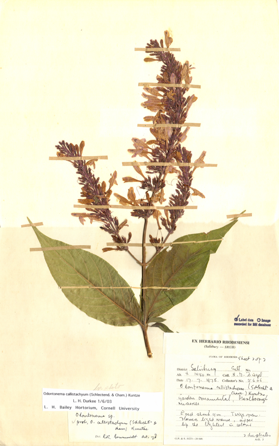 Acanthaceae Odontonema callistachyum