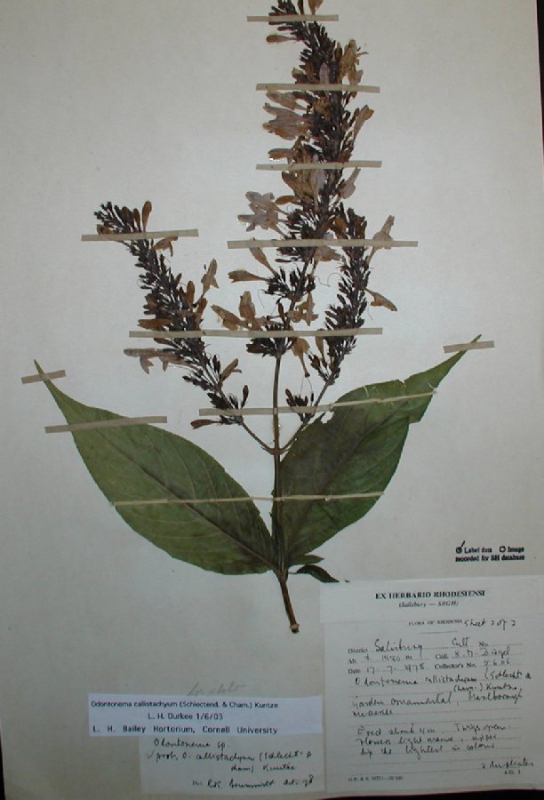 Acanthaceae Odontonema callistachyum