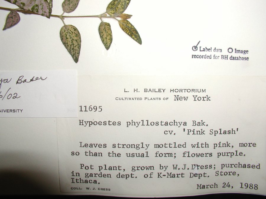 Acanthaceae Hypoestes phyllostachya
