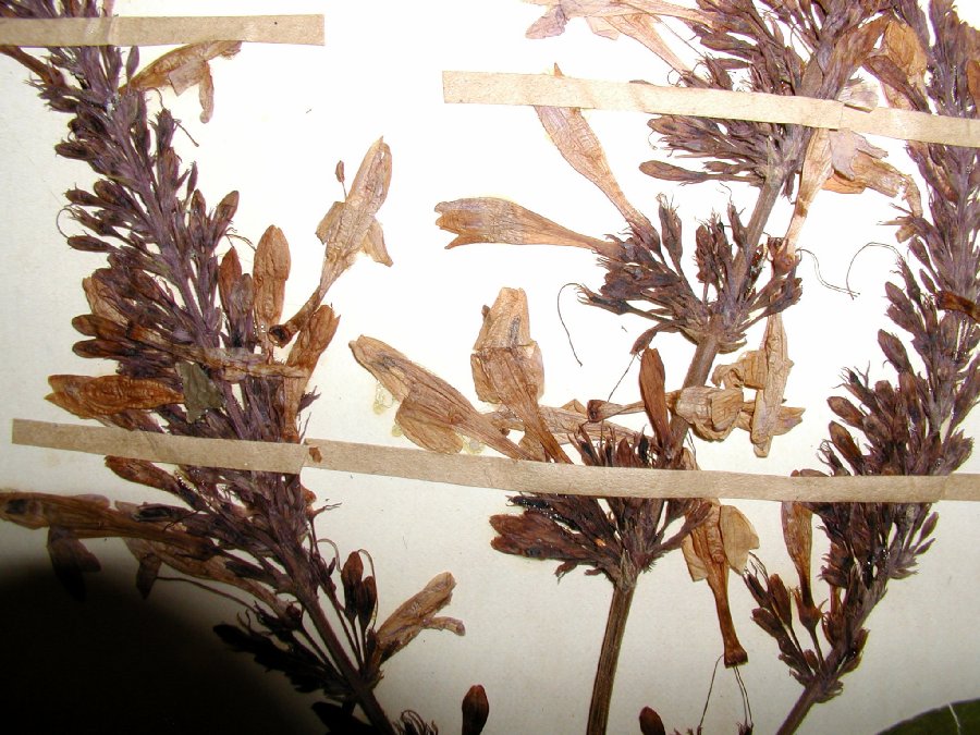 Acanthaceae Odontonema callistachya