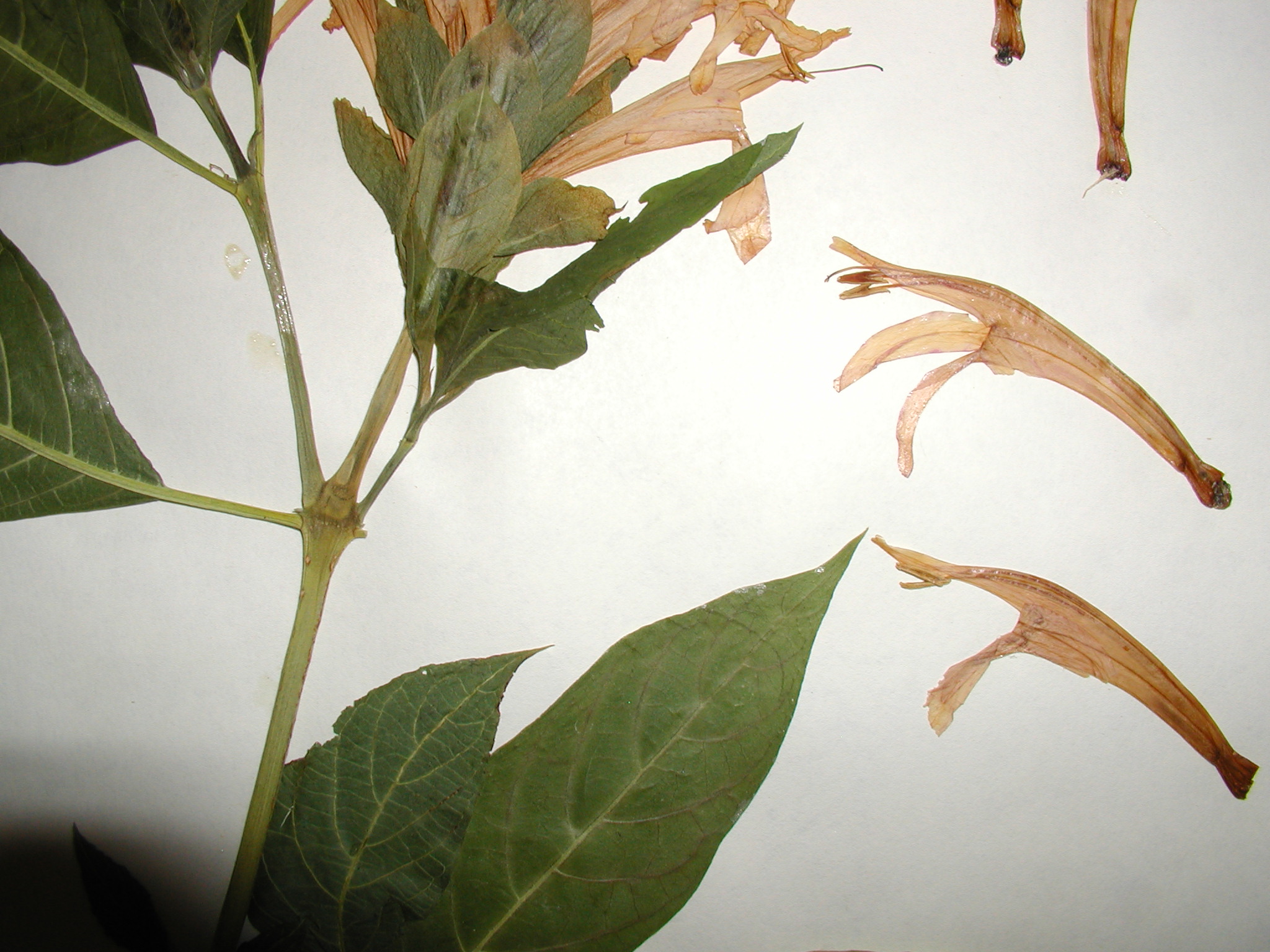 Acanthaceae Pachystachys coccinea