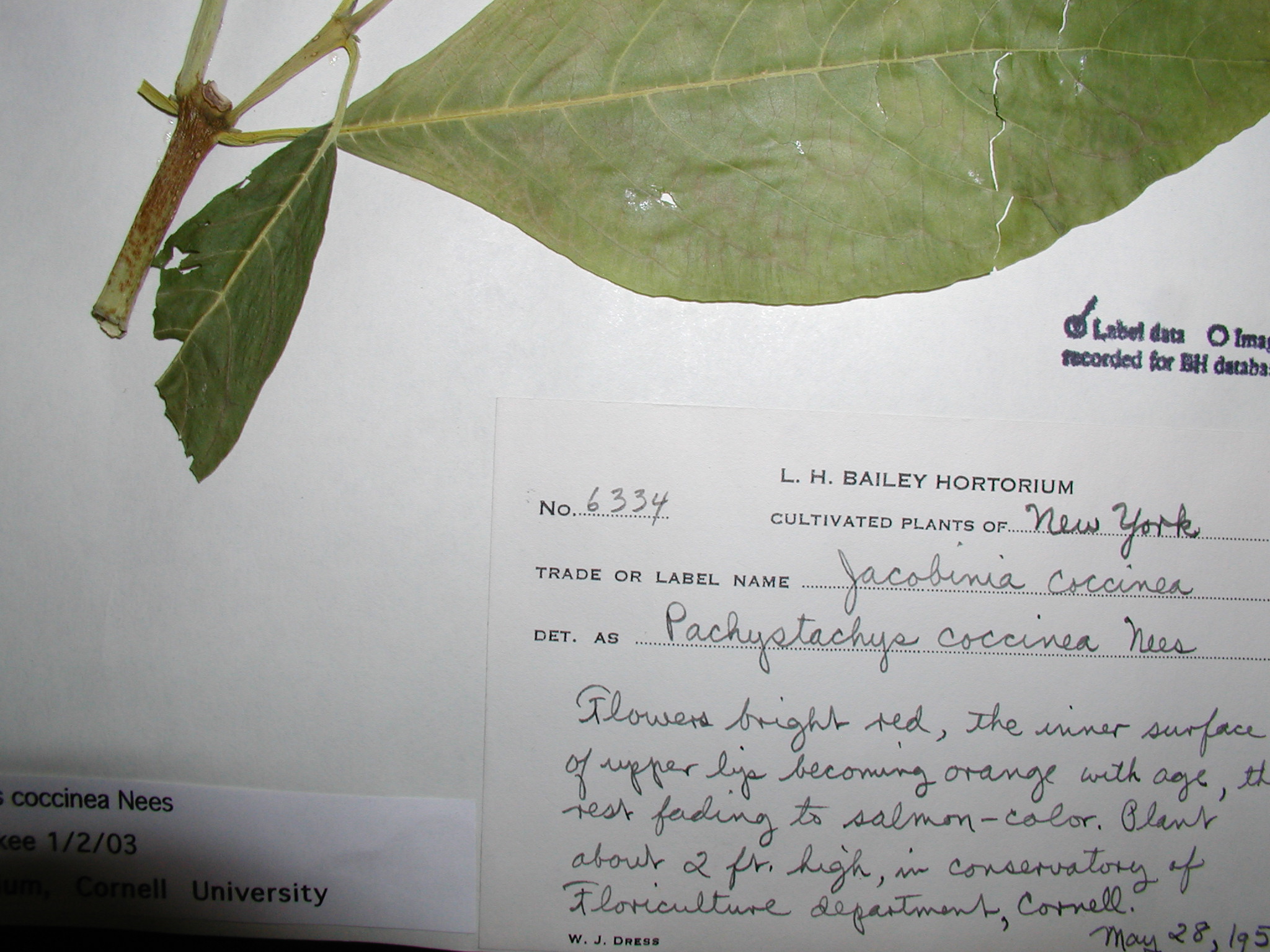 Acanthaceae Pachystachys coccinea