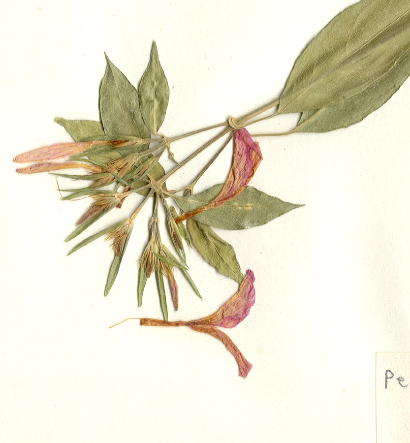 Acanthaceae Peristrophe hyssopifolia