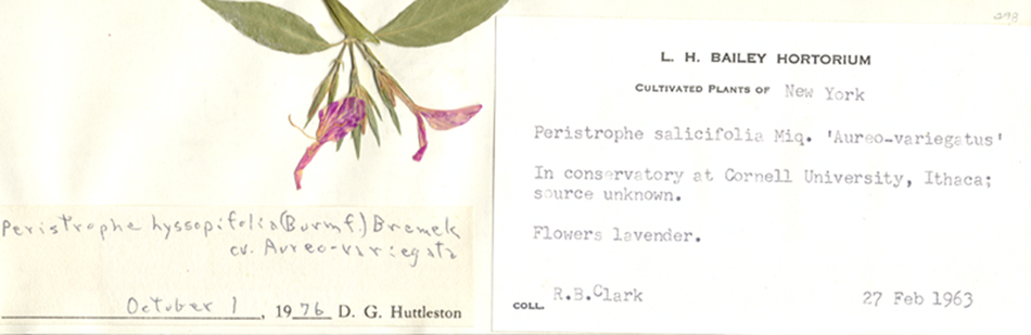 Acanthaceae Peristrophe hyssopifolia