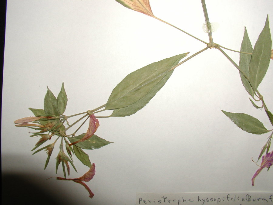 Acanthaceae Peristrophe hyssopifolia