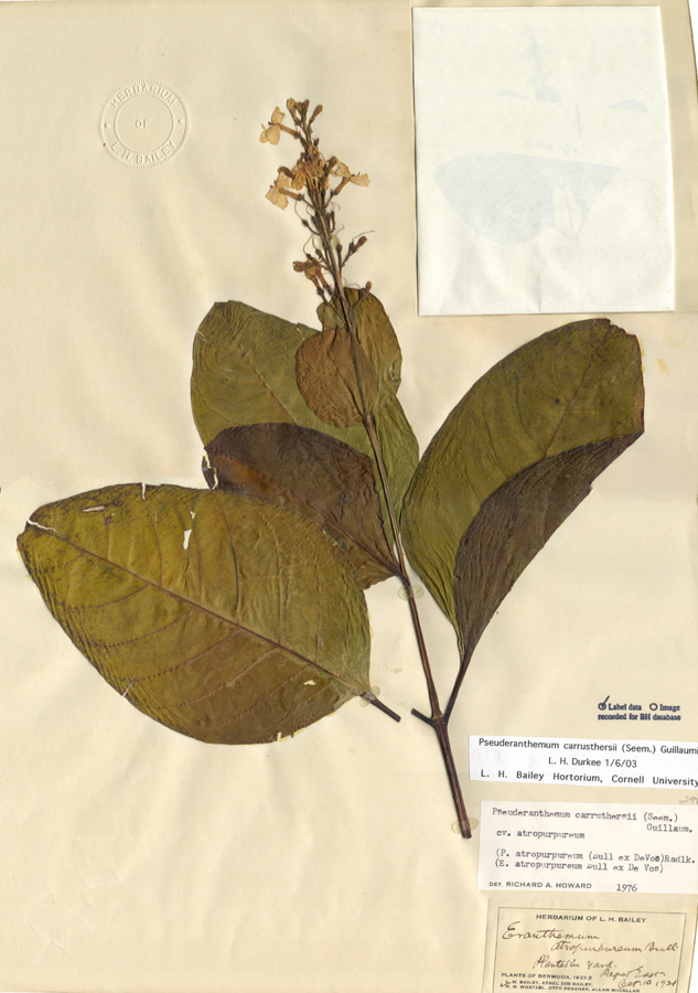 Acanthaceae Pseuderanthemum carrusthersii