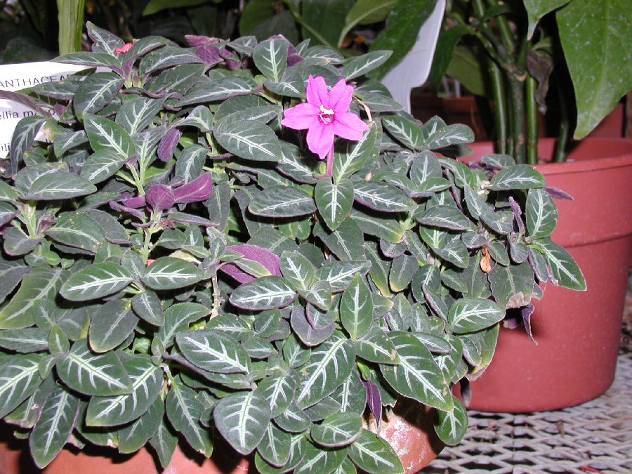 Acanthaceae Ruellia makoyana