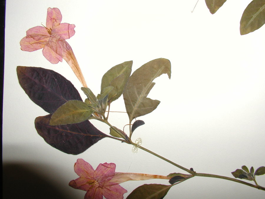 Acanthaceae Ruellia makoyana