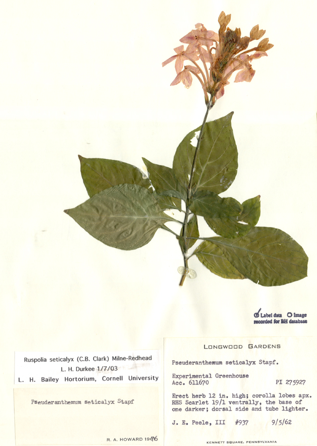 Acanthaceae Ruspolia seticalyx