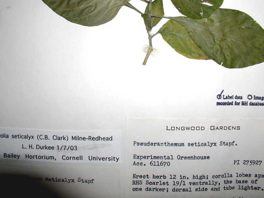 Acanthaceae Ruspolia seticalyx
