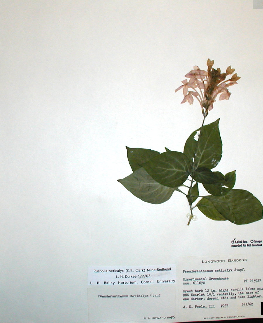 Acanthaceae Ruspolia seticalyx