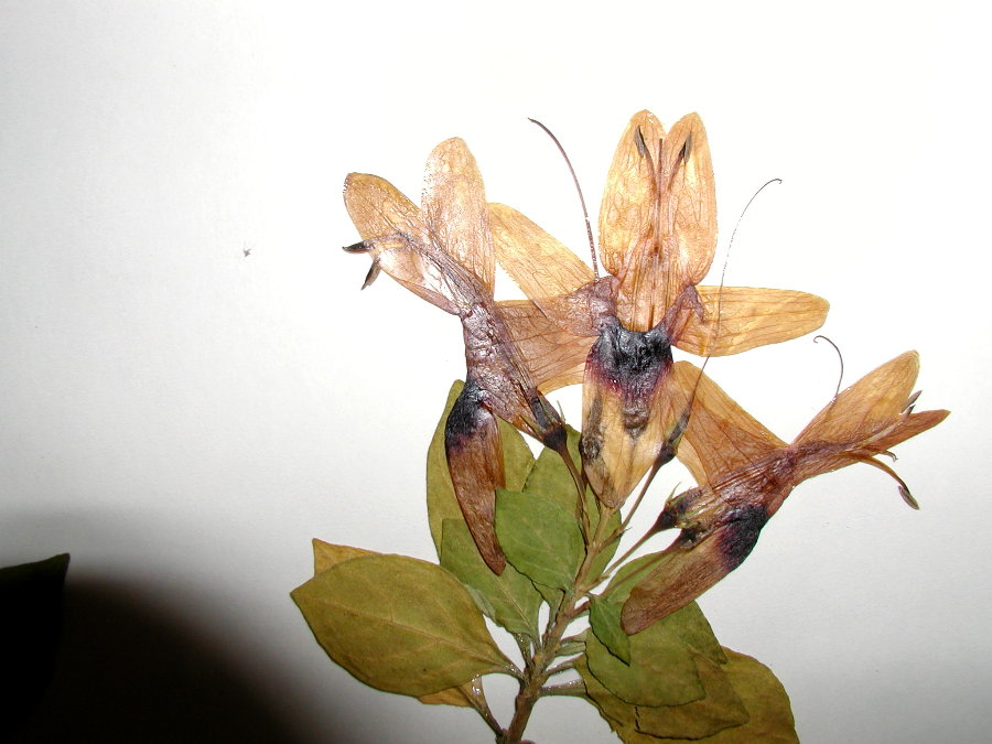 Acanthaceae Ruttya fruticosa