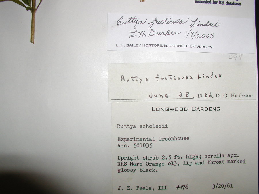 Acanthaceae Ruttya fruiticosa