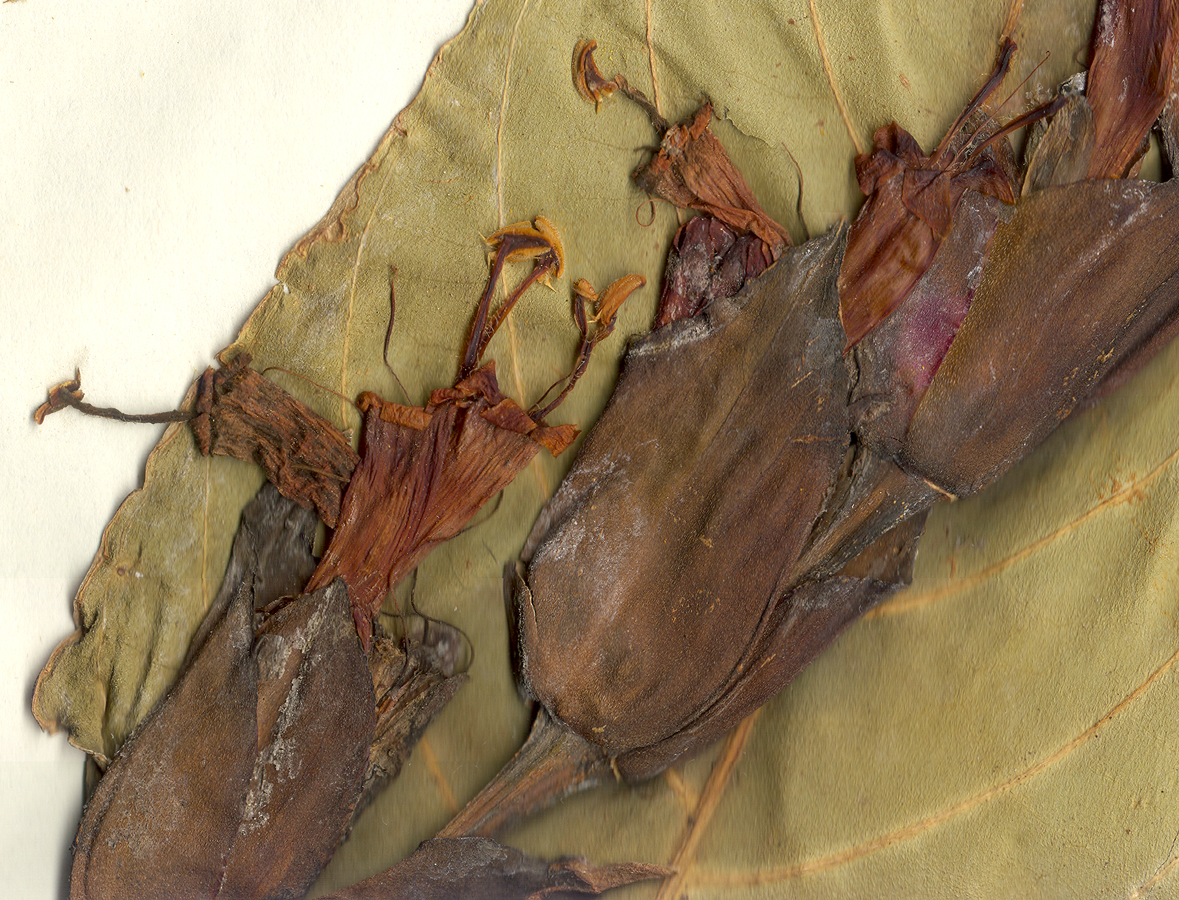 Acanthaceae Sanchezia speciosa