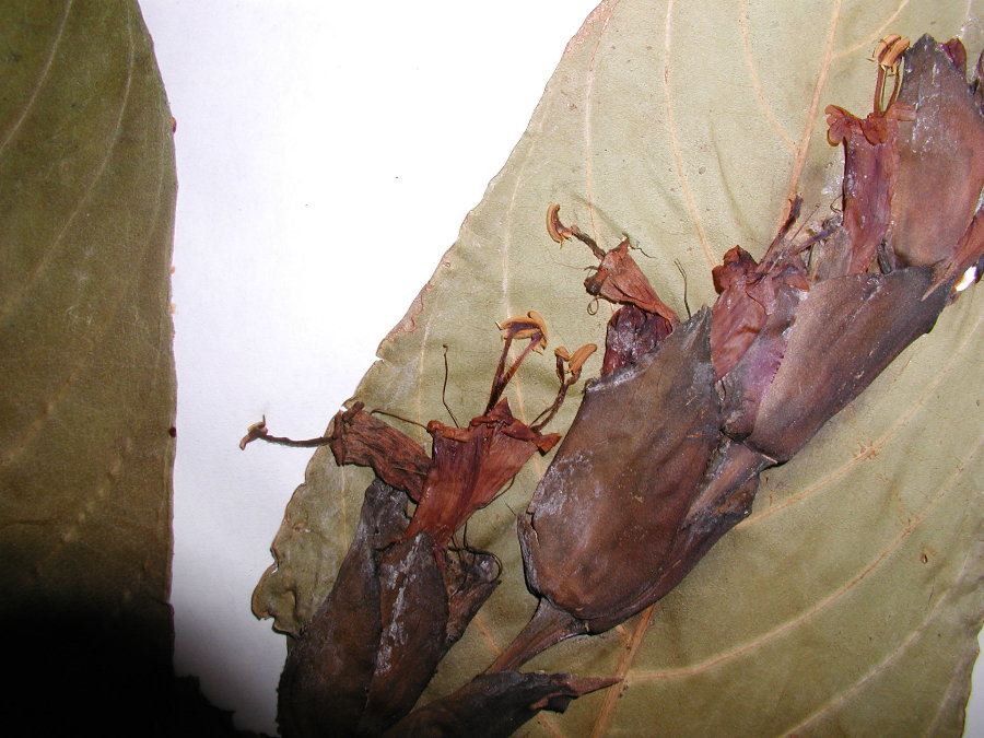 Acanthaceae Sanchezia speciosa