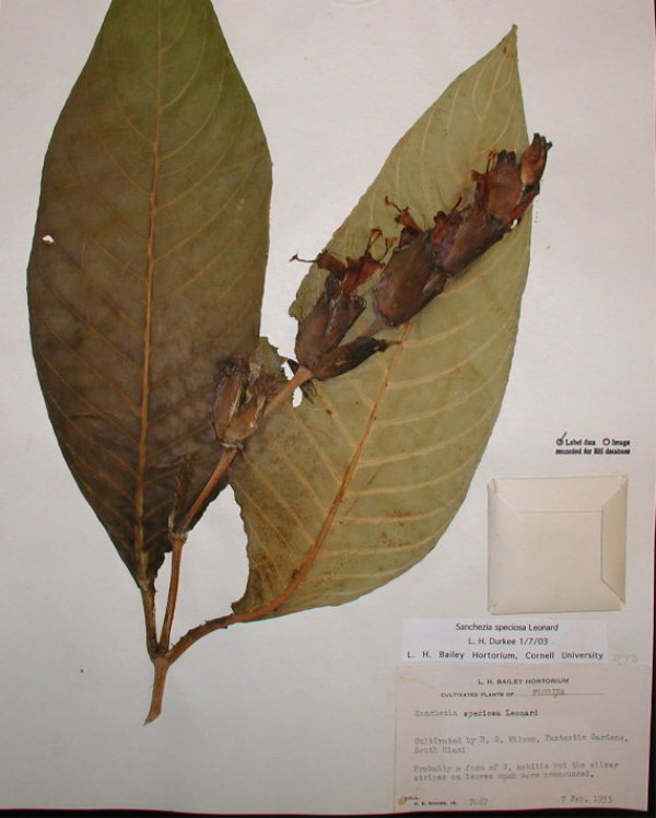 Acanthaceae Sanchezia speciosa