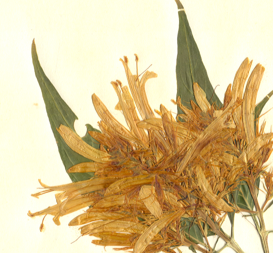 Acanthaceae Schaueria flavicoma