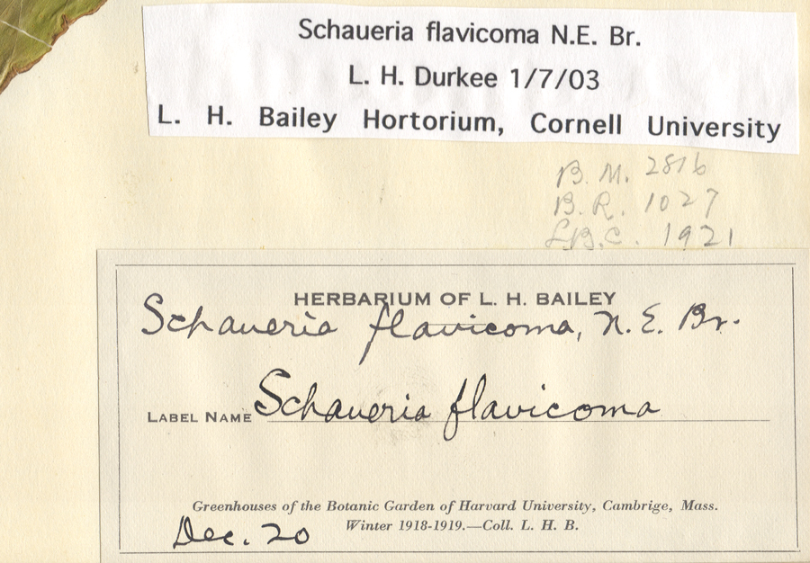 Acanthaceae Schaueria flavicoma