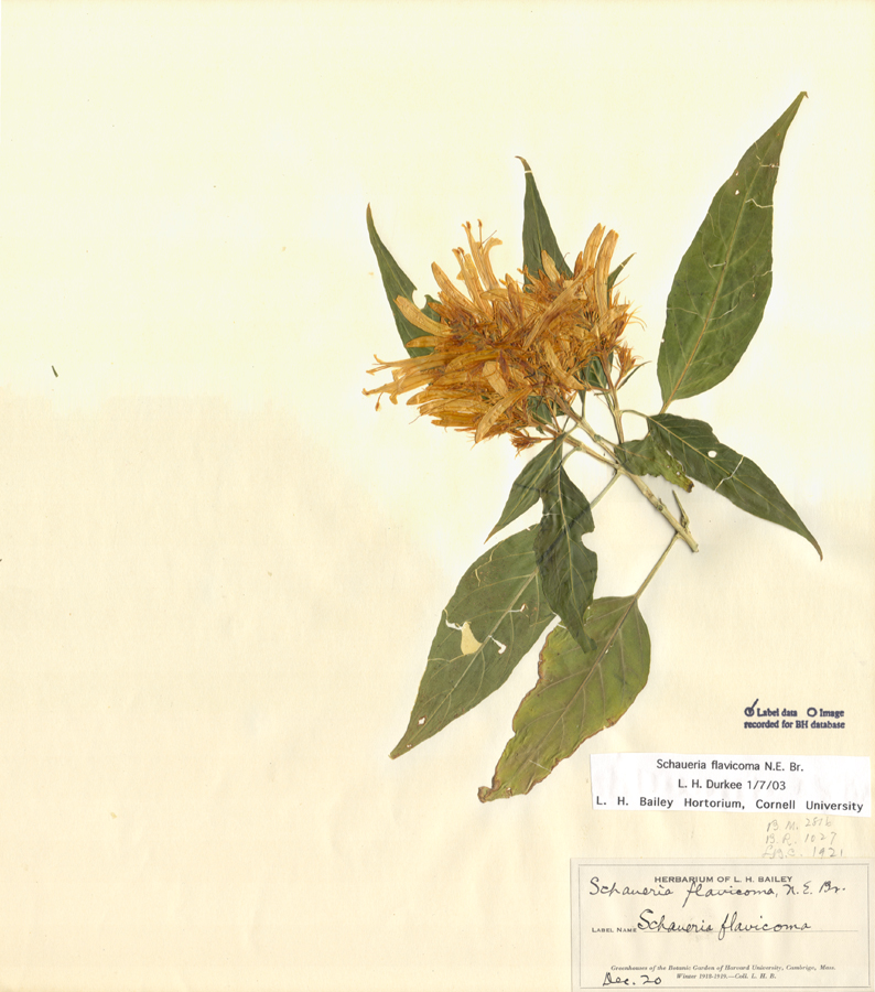 Acanthaceae Schaueria flavicoma