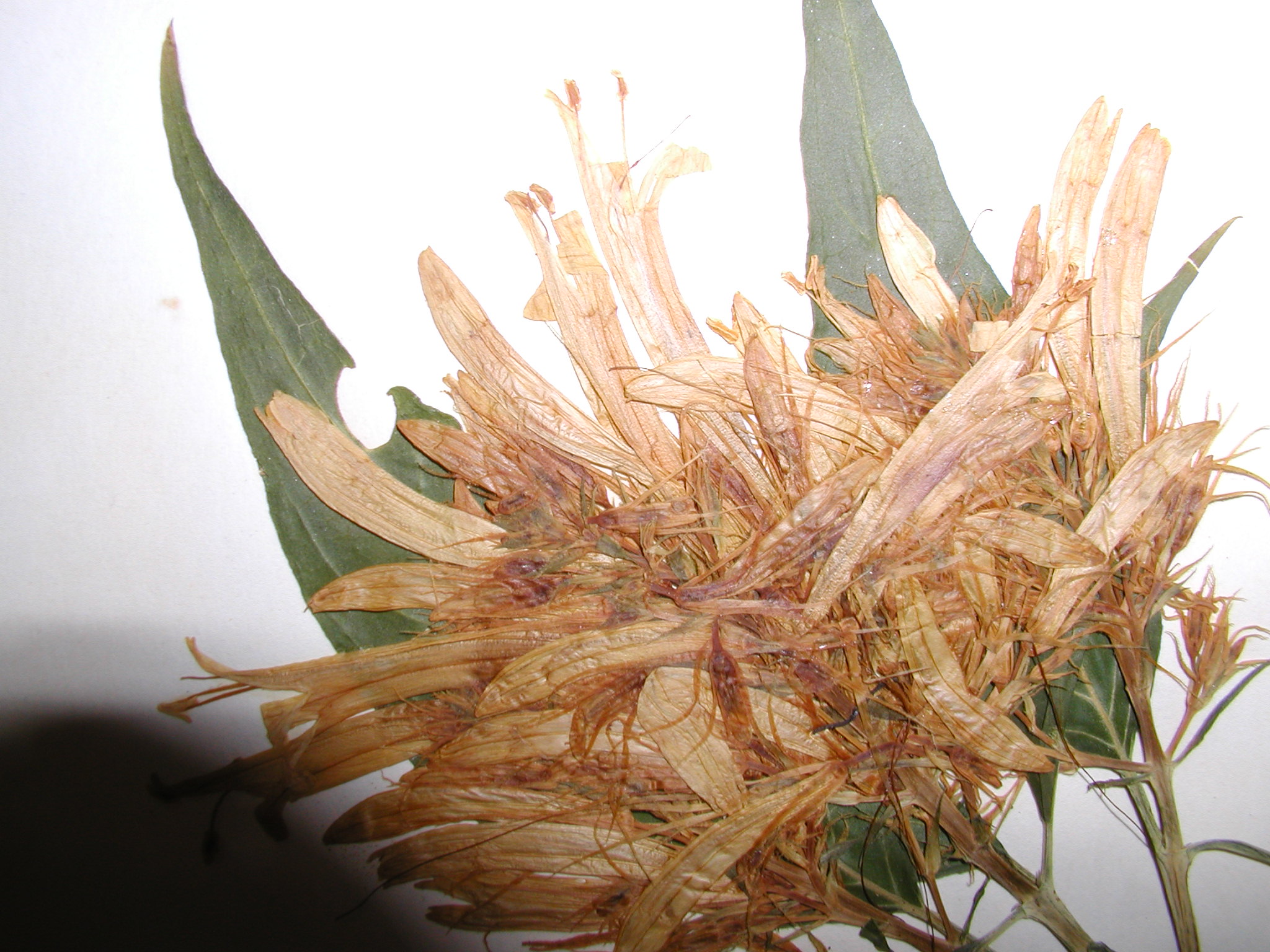 Acanthaceae Schaueria flavicoma