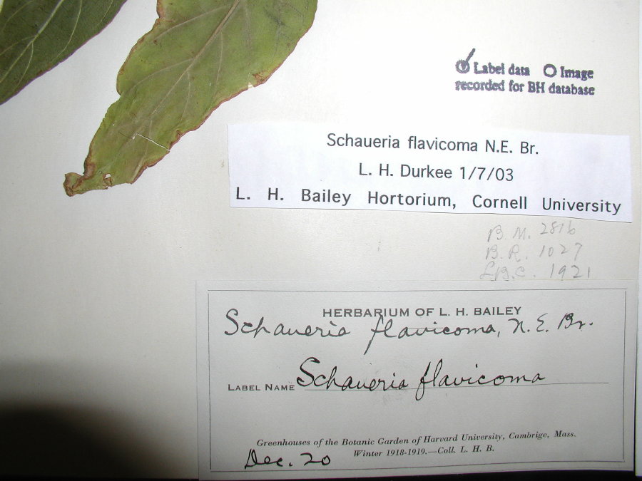 Acanthaceae Schaueria flavicoma