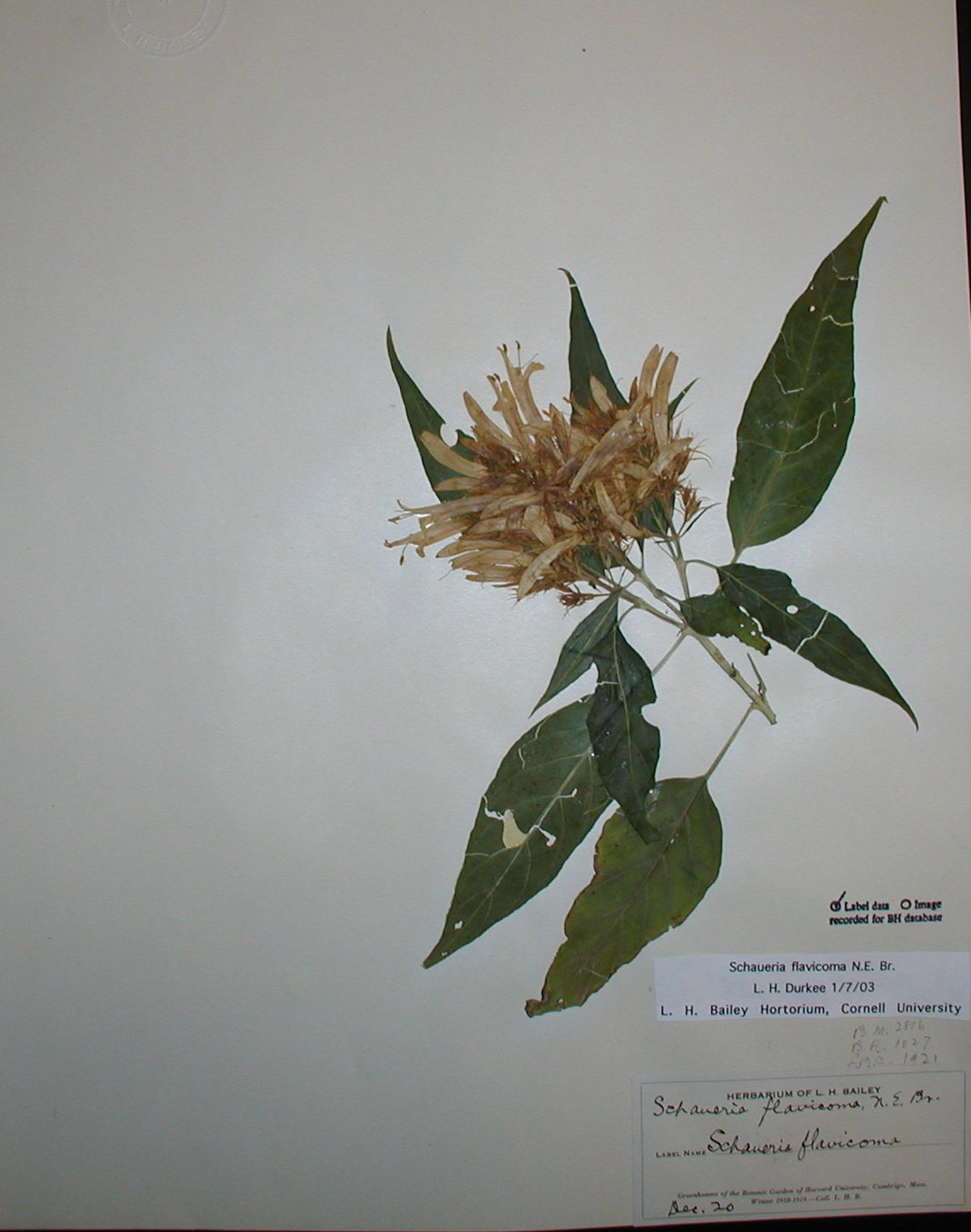 Acanthaceae Schaueria flavicoma
