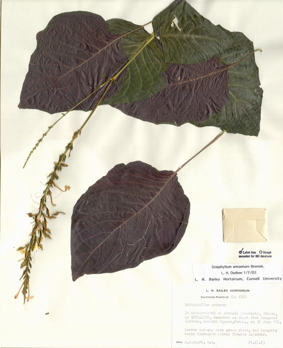 Acanthaceae Sciaphyllum amoenum