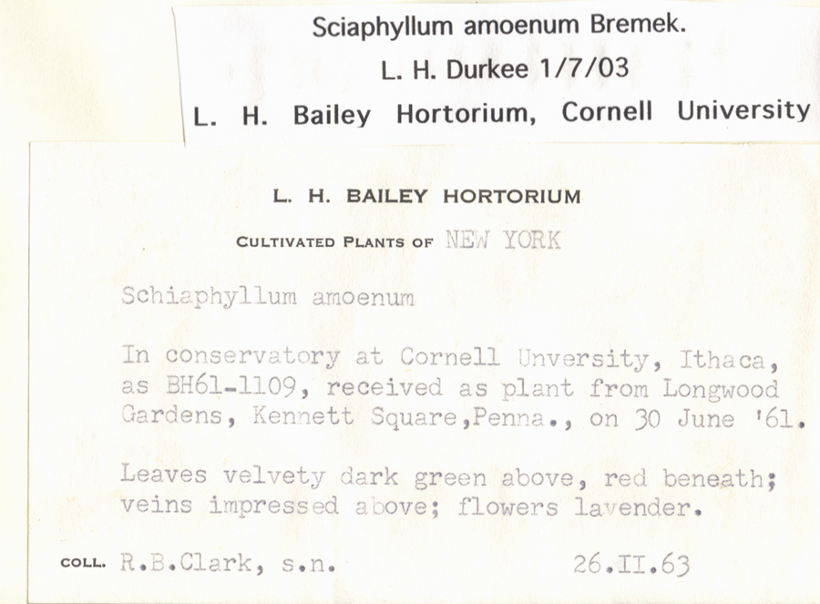 Acanthaceae Sciaphyllum amoenum