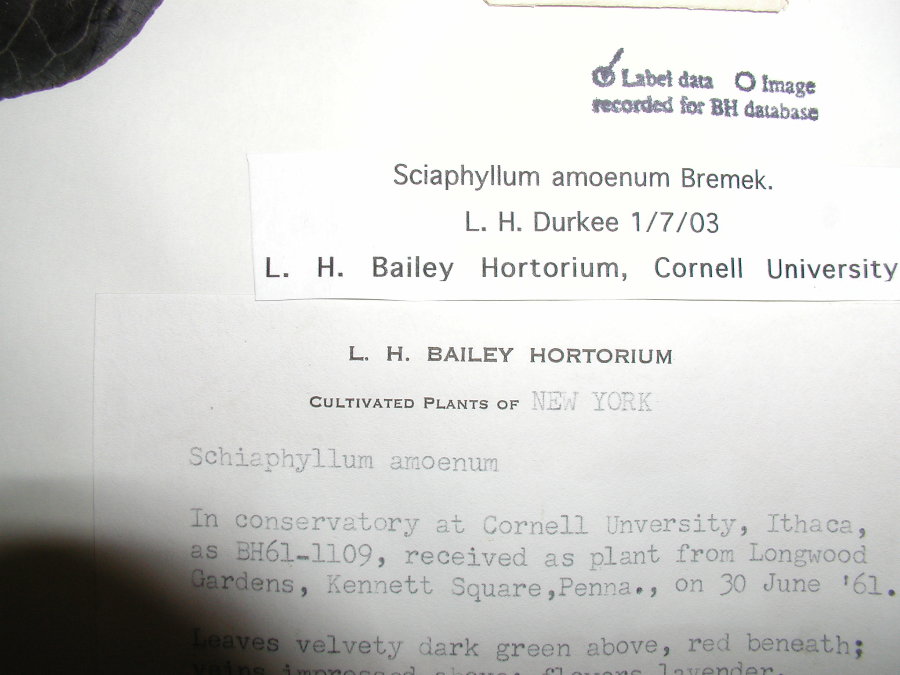Acanthaceae Sciaphyllum amoenum