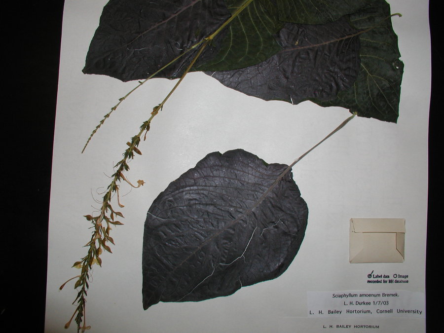Acanthaceae Sciaphyllum amoenum