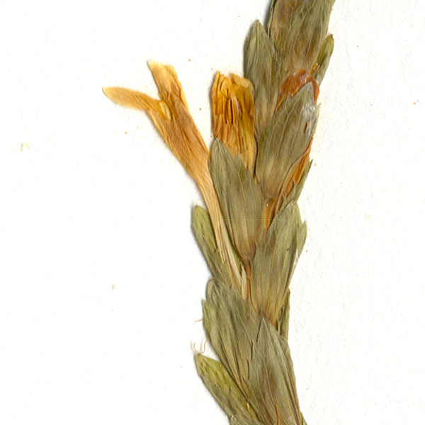 Acanthaceae Stenandrium lindeni