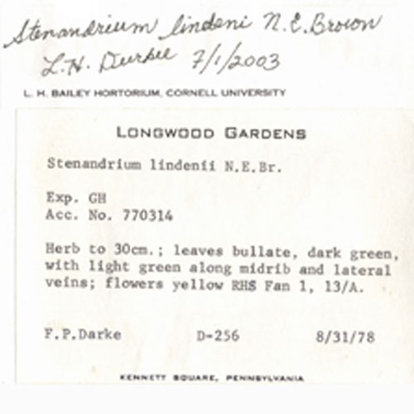 Acanthaceae Stenandrium lindeni