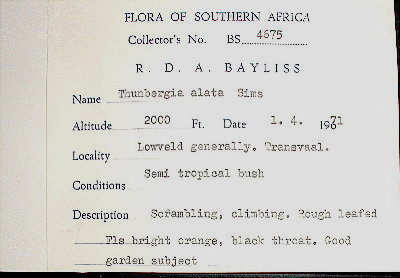 Acanthaceae Thunbergia alata