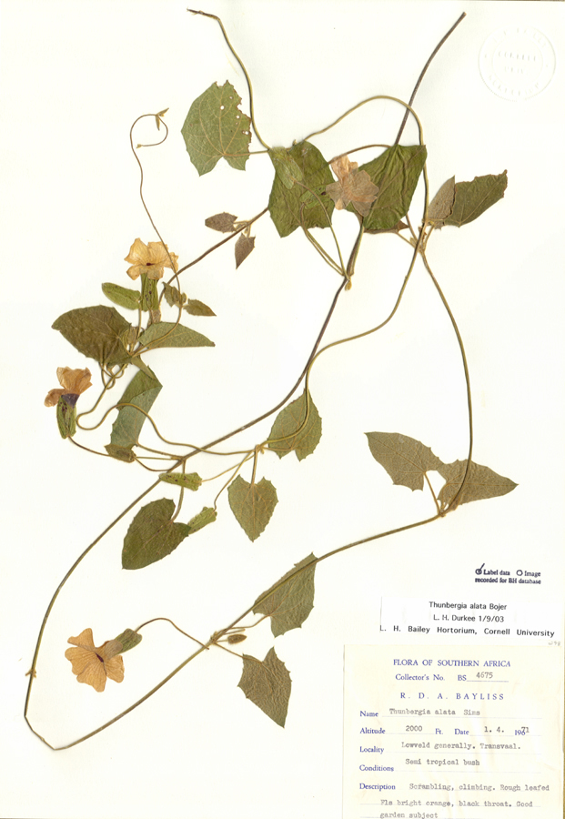 Acanthaceae Thunbergia alata