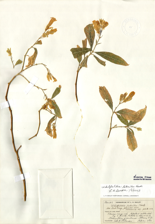 Acanthaceae Whitfieldia lateritia