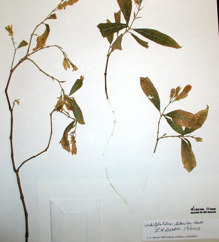 Acanthaceae Whitfieldia laterita