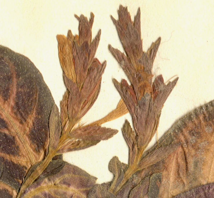 Acanthaceae Xantheranthemum igneum