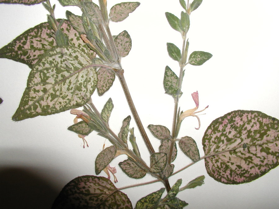 Acanthaceae Hypoestes phyllostachya